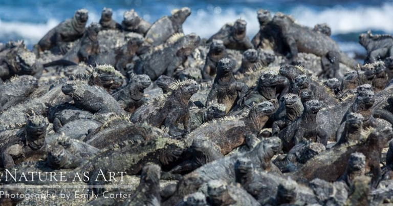 Marine iguanas