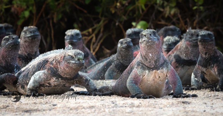Marine iguanas