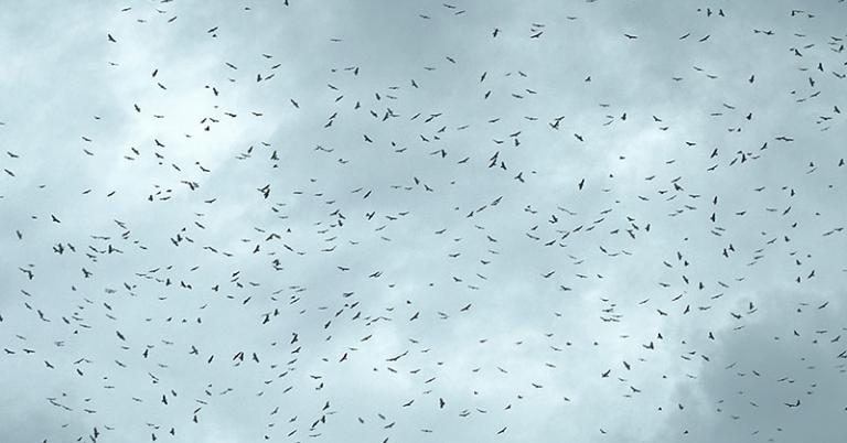Migrating raptors in Costa Rica