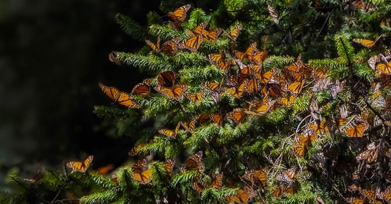 Monarch butterfly cluster