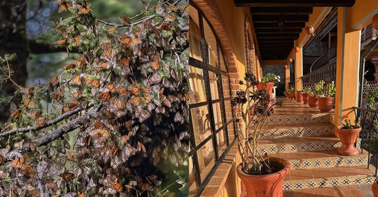 Monarch butterflies; Hotel Don Bruno