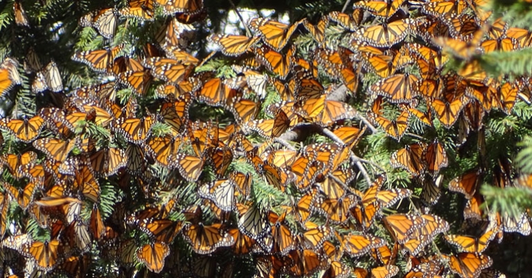 Monarch cluster