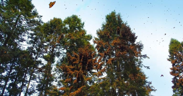Monarch clusters at El Rosario Reserve