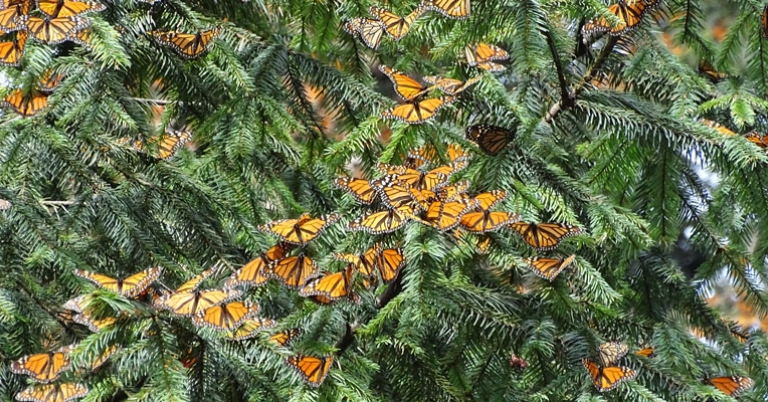 Monarchs at El Rosario