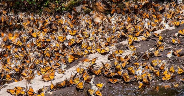 A midday drink at the stream