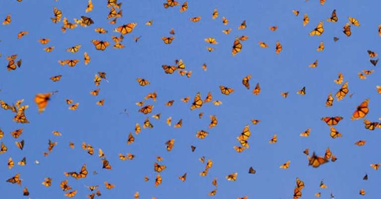 Monarchs in flight