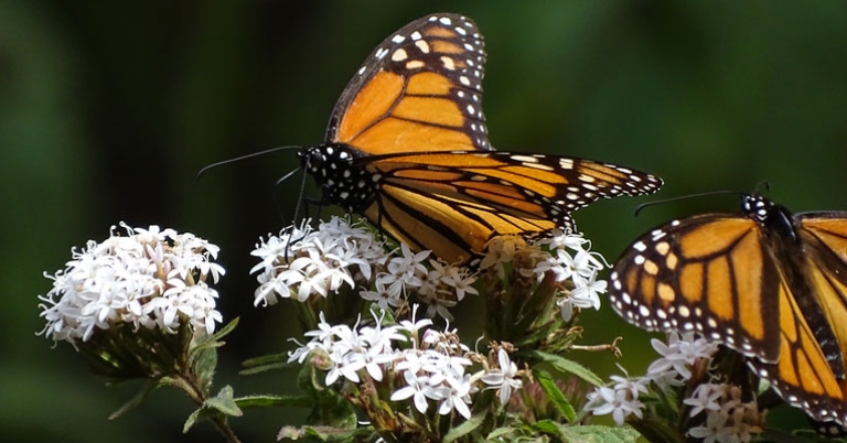 Monarch butterfly at El Rosario Reserve