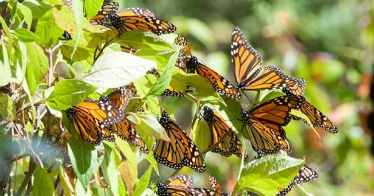 Monarchs at Sierra Chincua