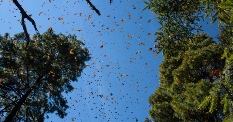 Monarchs in flight