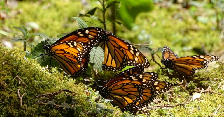 Monarchs