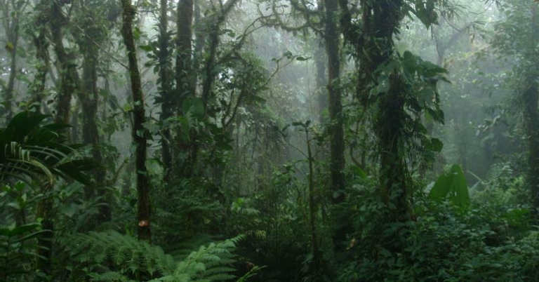 Monteverde cloud forest
