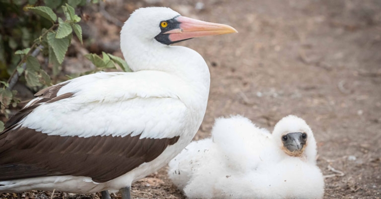 Nazca Booby with chick