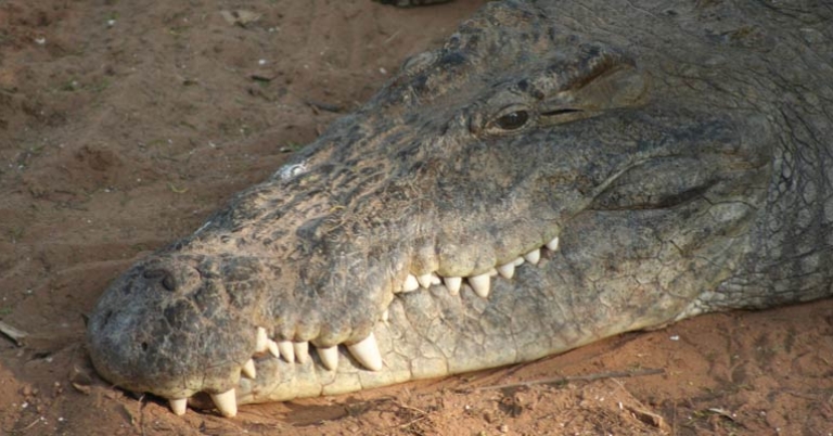 Nile crocodile