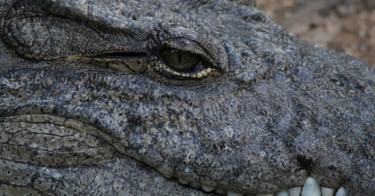 Nile crocodile