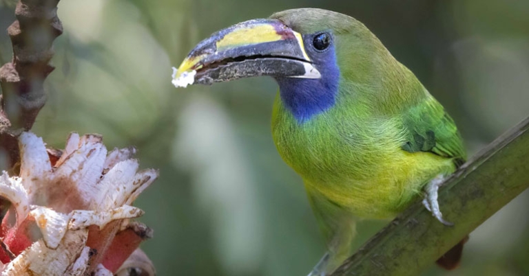 Northern Emerald-Toucanet