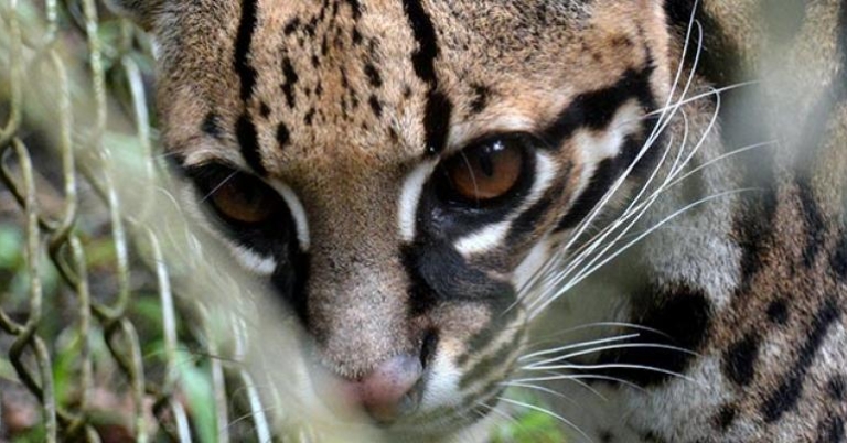 Rescued Ocelot at Amazoonico