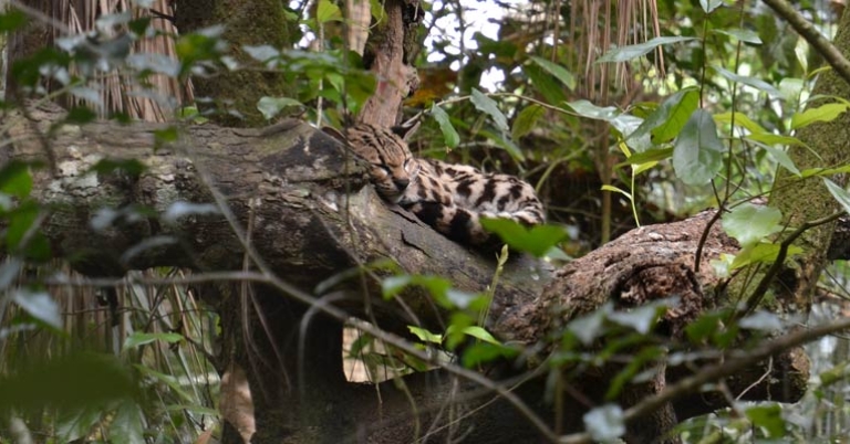 An ocelot at the Belize Zoo