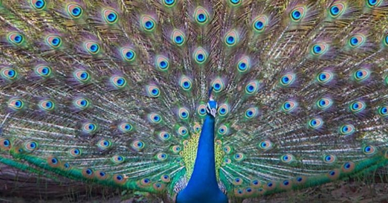 Male peacock displaying