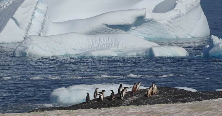 Adélie Penguins in the Antarctic landscape