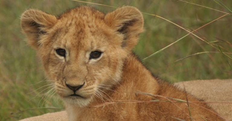 Lion cub