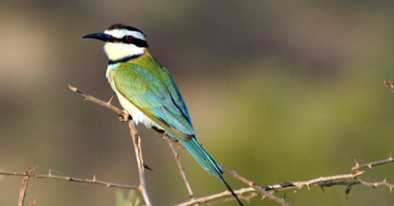 White-throated Bee-eater
