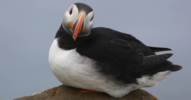 Atlantic Puffin