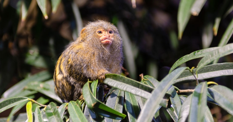 Pygmy marmoset