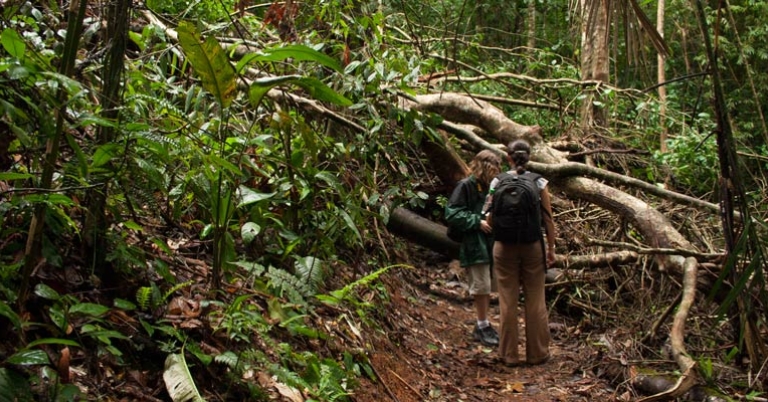 Rainforest nature hike