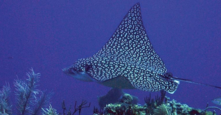 Spotted eagle ray at Tobacco Caye