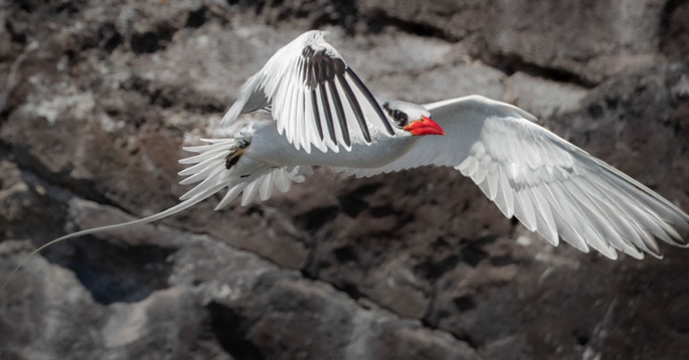 Red-billed Tropicbird