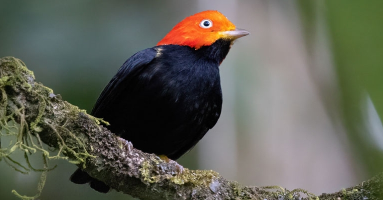 Red-capped Manakin