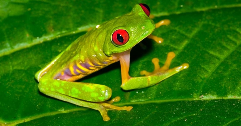 Red-eyed tree frog