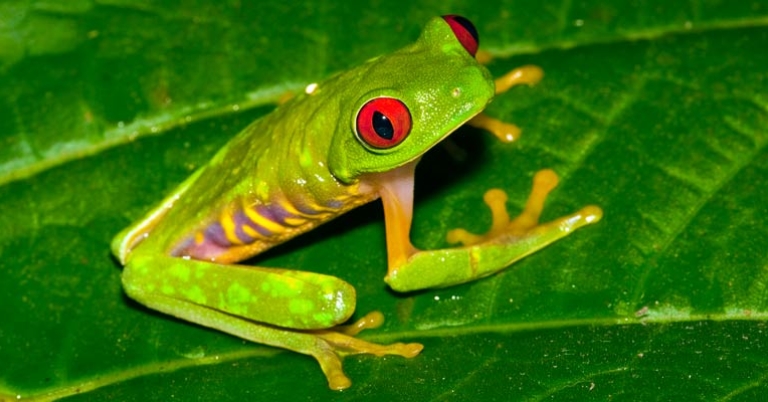 Red-eyed tree frog