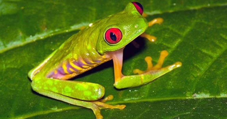 Red-eyed Tree Frog