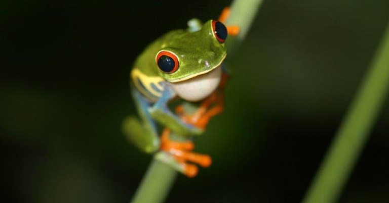 Red-eyed tree frog