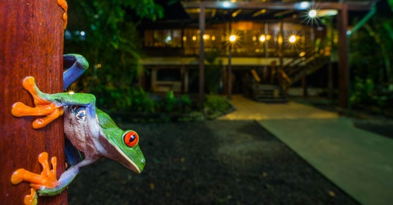 Red-eyed tree frog at Selva Verde Lodge