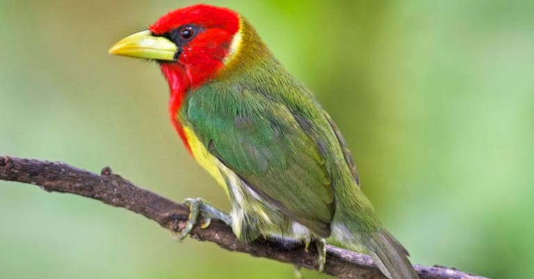 Red-headed Barbet in Mirador Río Blanco