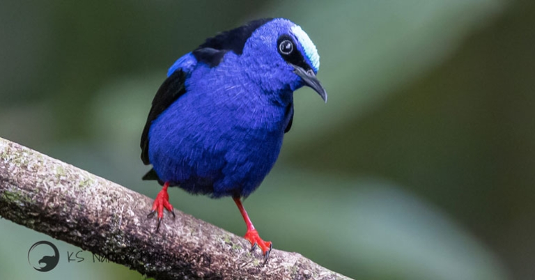 Red-legged Honeycreeper