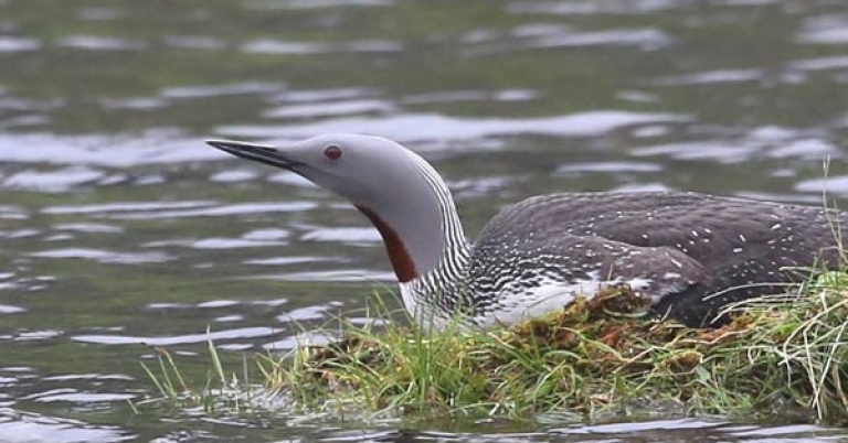 Red-throated Loon