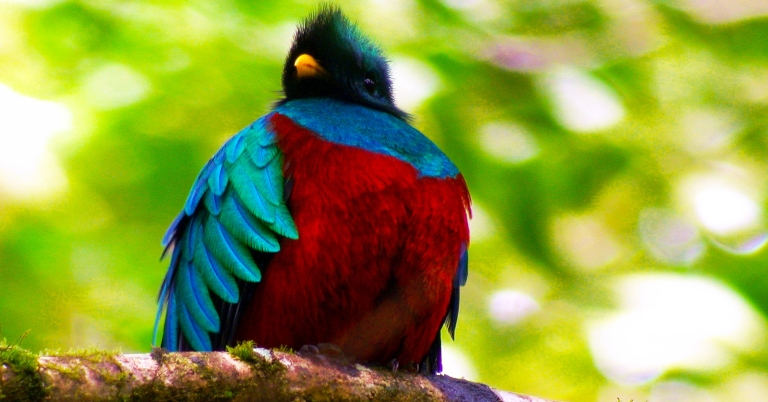 Resplendent Quetzal
