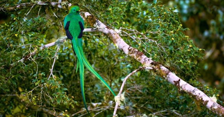 Resplendent Quetzal
