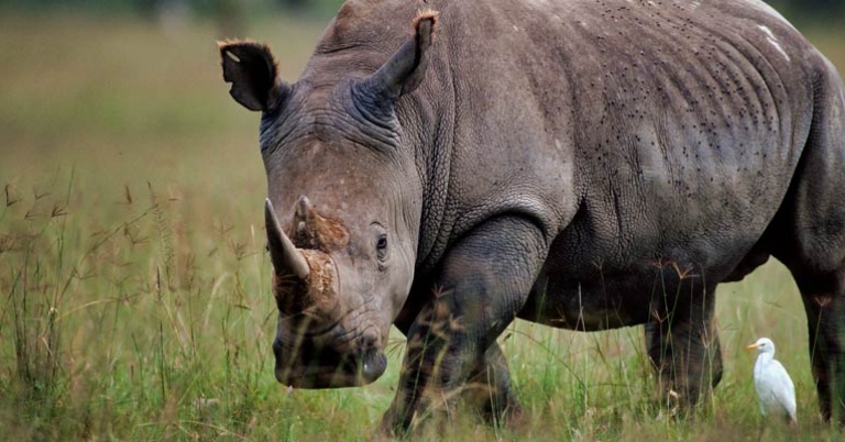 Rhinoceros