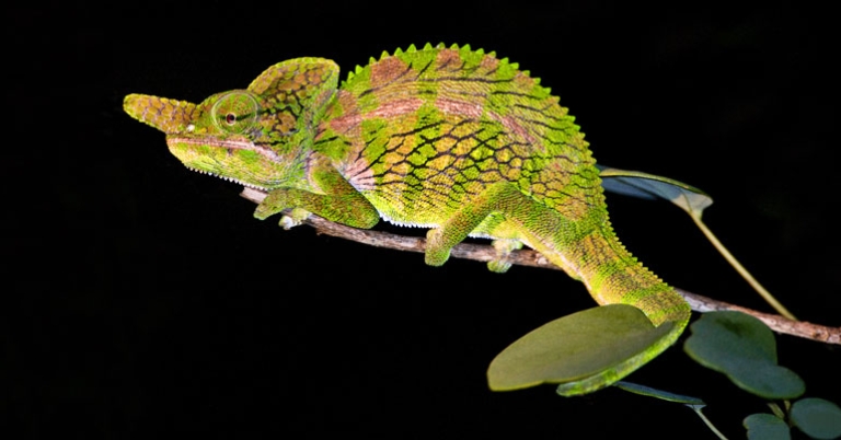 Rhinoceros chameleon