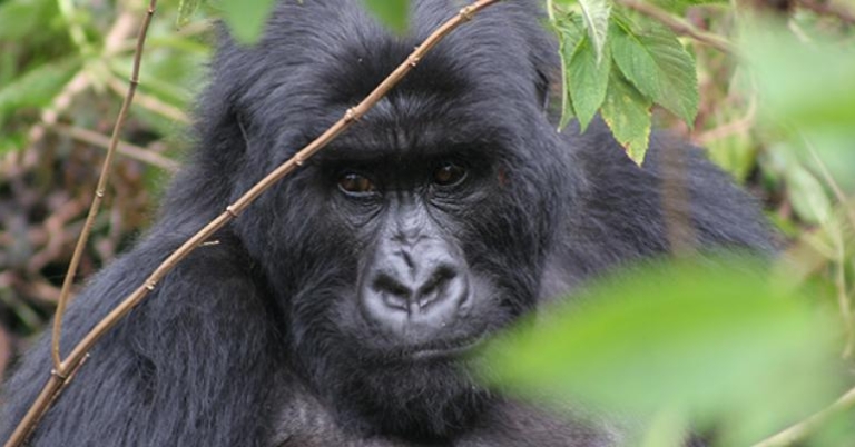 Trek to see Mountain Gorillas