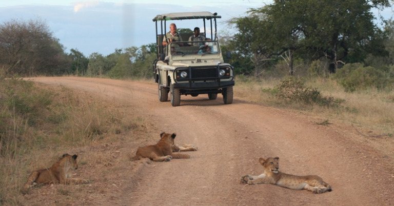 Wildlife viewing from a safari vehicle