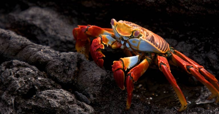 Sally Lightfoot crab