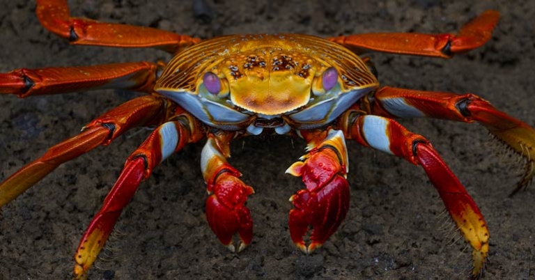 Sally Lightfoot crab