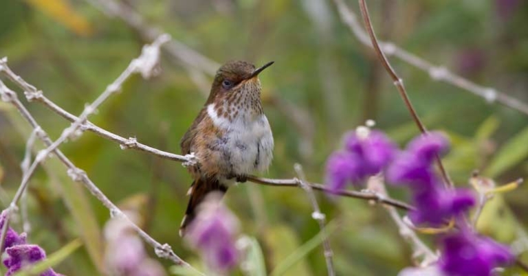 Scintillant Hummingbird