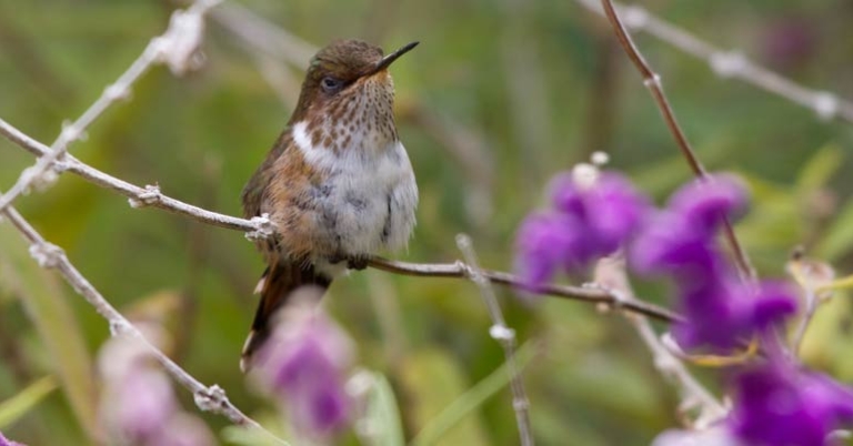 Scintillant Hummingbird at Savegre Reserve