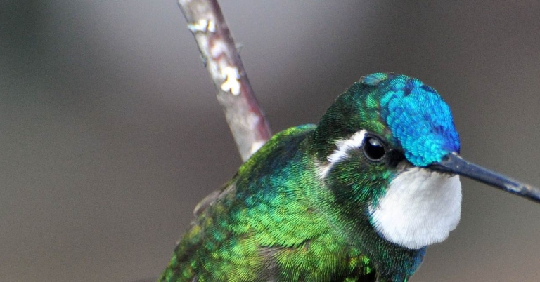 White-throated Mountain-gem